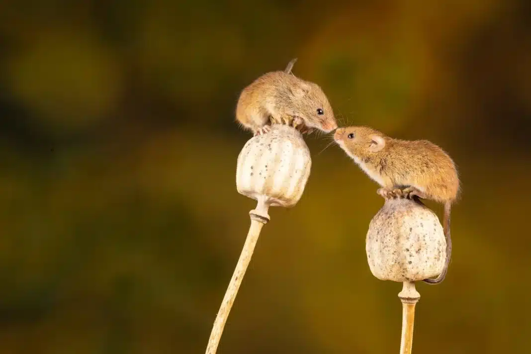 Souris dans une maison