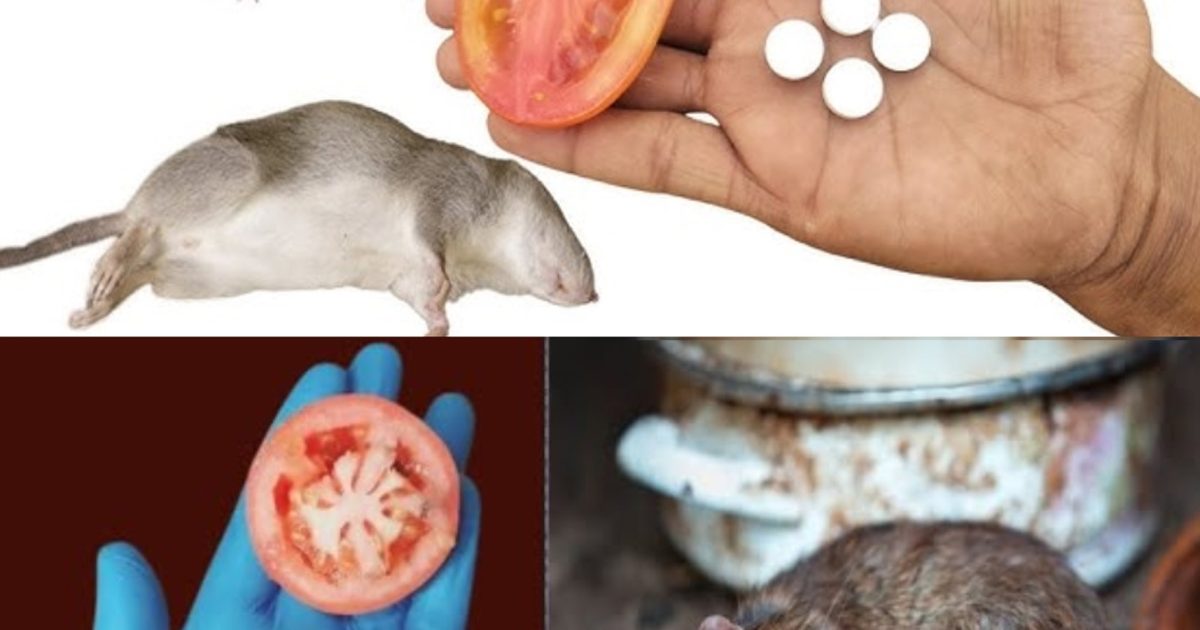 10 astuces naturelles pour faire fuir souris et rats en 1 minute — zéro poison, zéro piège
