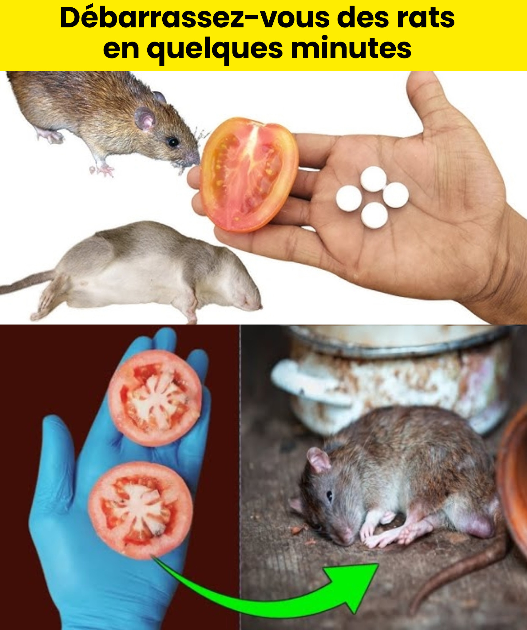 10 astuces naturelles pour faire fuir souris et rats en 1 minute — zéro poison, zéro piège