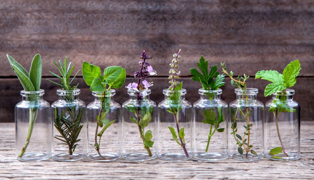Herbes aromatiques cultivées dans l'eau