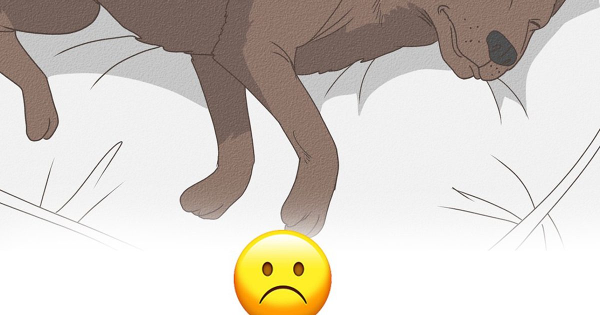 11 signes que votre chien approche de la fin de sa vie