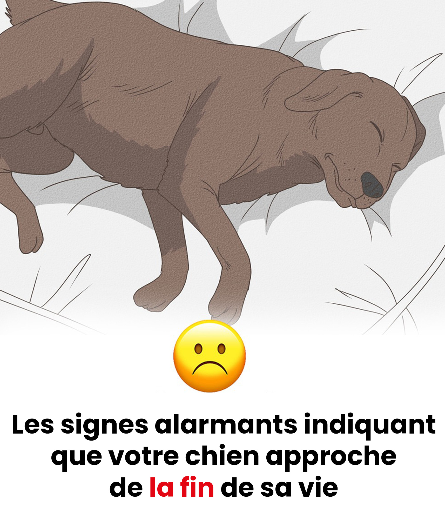 11 signes que votre chien approche de la fin de sa vie