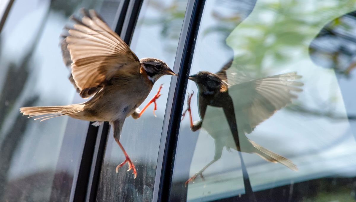 Pourquoi un oiseau heurte-t-il votre fenêtre ? Le vrai message à retenir