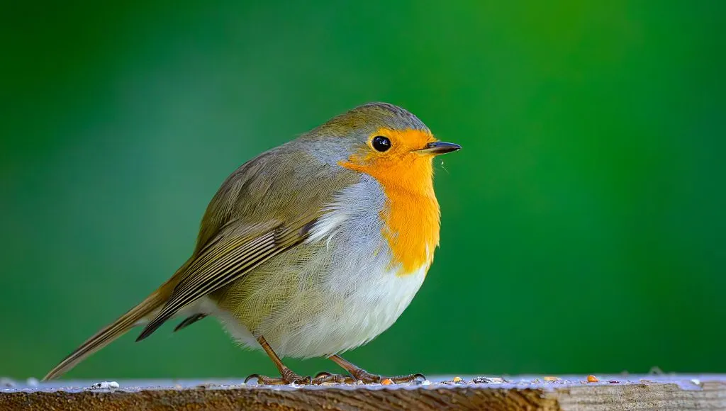 Pourquoi la rencontre avec un rouge-gorge près de chez vous pourrait bien être un signe du destin