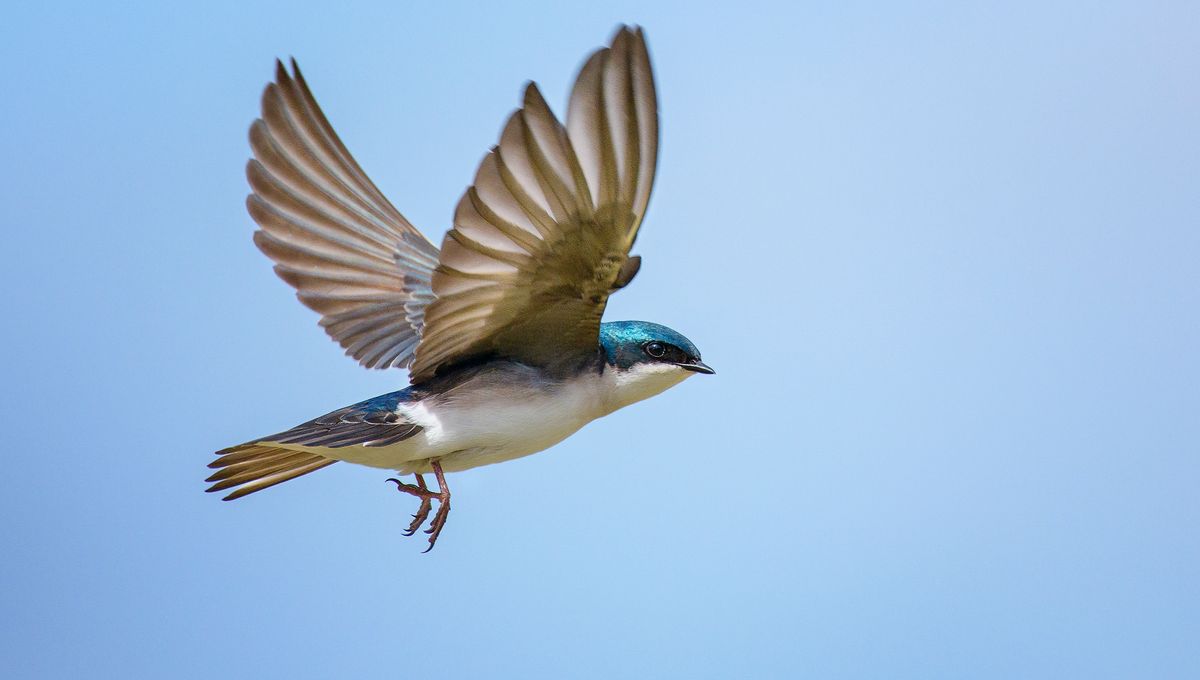 Oiseau portant une brindille