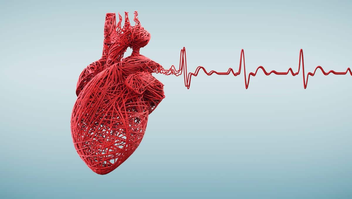 Coeur humain symbolisant la santé cardiovasculaire