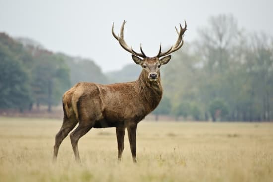 Votre premier coup d’œil sur cette image révèle un trait caché de votre caractère
