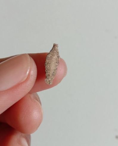 Ces petites larves accrochées à vos murs pourraient bien gâcher votre confort : voici comment les reconnaître et les éliminer.