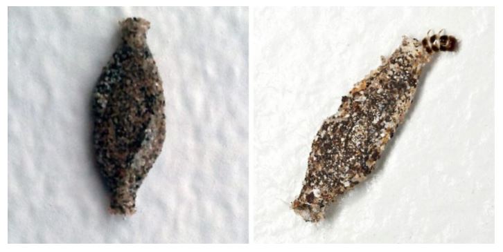 Ces petites larves accrochées à vos murs pourraient bien gâcher votre confort : voici comment les reconnaître et les éliminer.