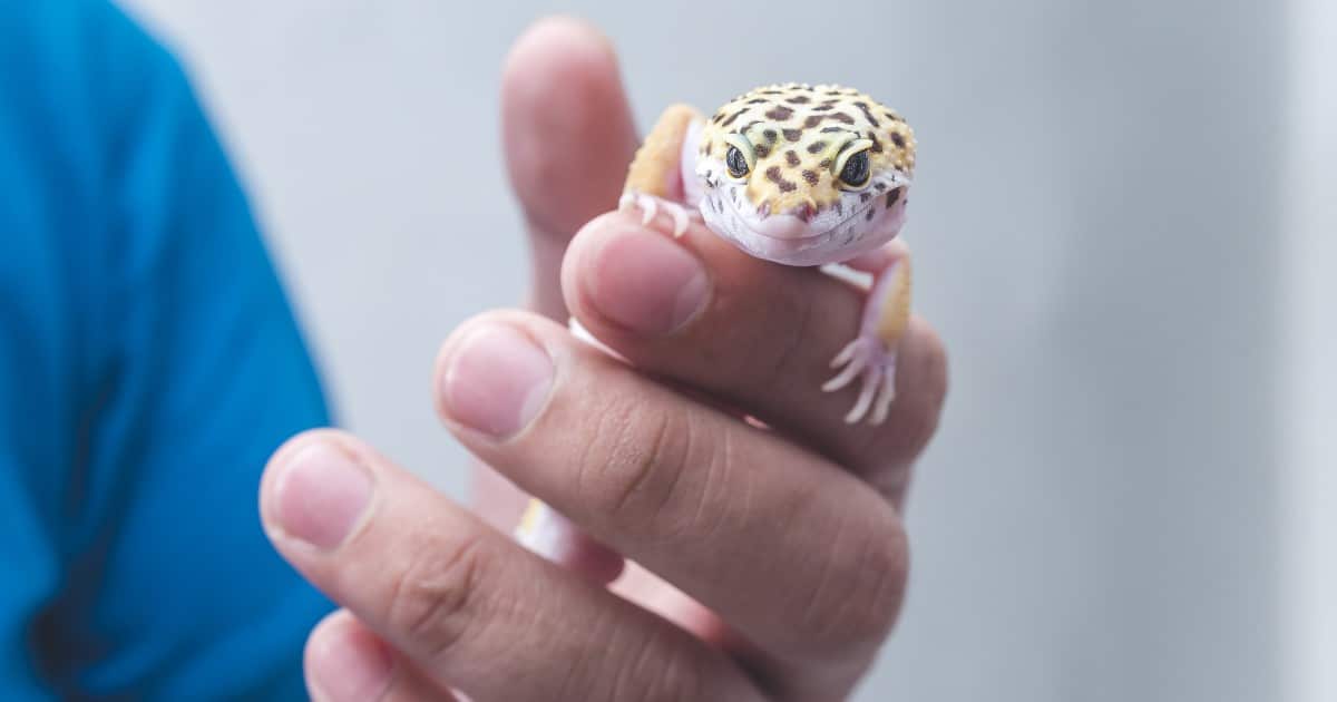 Gecko sur une surface en bois