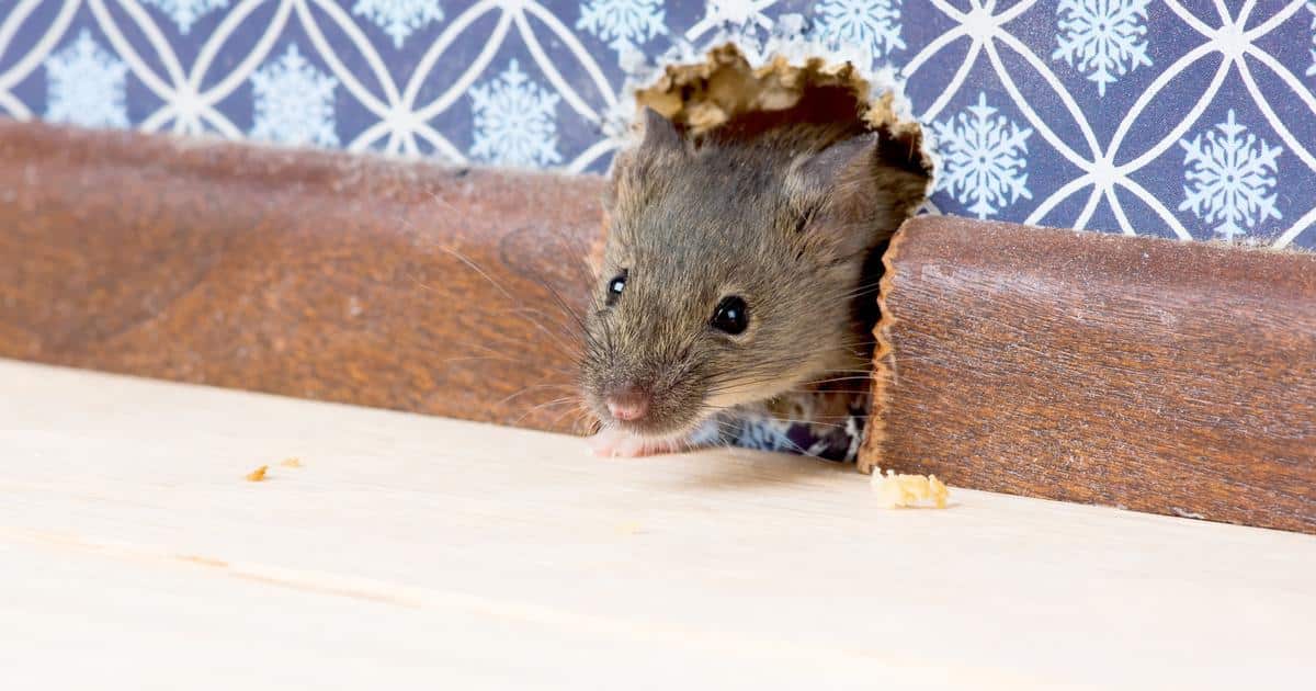 Signes d'infestation de souris dans une maison