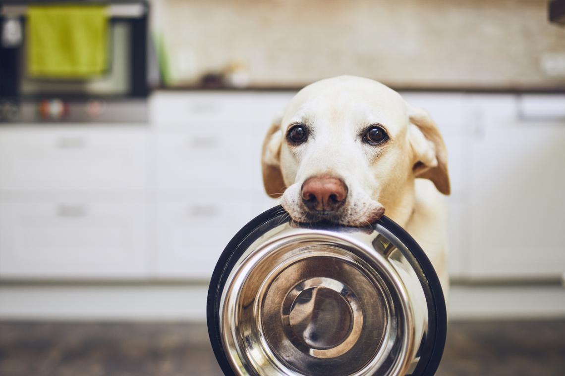 Ce que révèle vraiment le regard insistant de votre chien sur vous