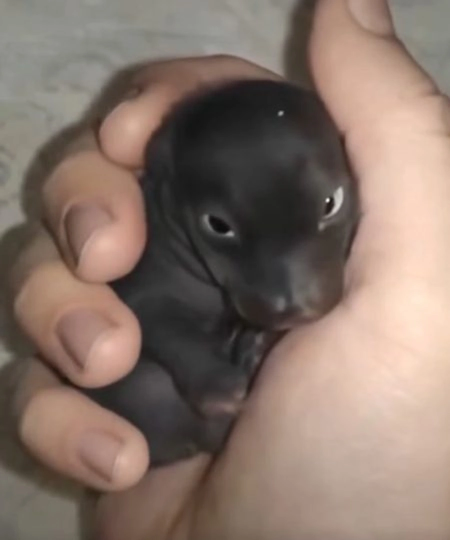 Un sauvetage inattendu : quand un chiot supposé devient un lapin et nous offre une leçon d’humanité