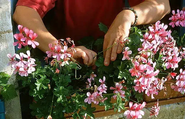 Prélèvement d'une tige de géranium
