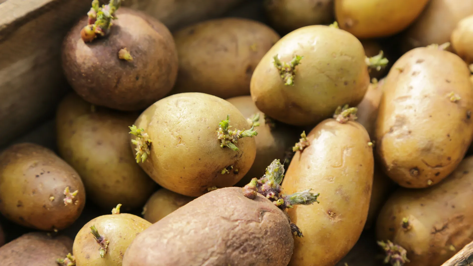 Tubercules qui poussent des petits bras : une virologue lève enfin le voile sur leur comestibilité