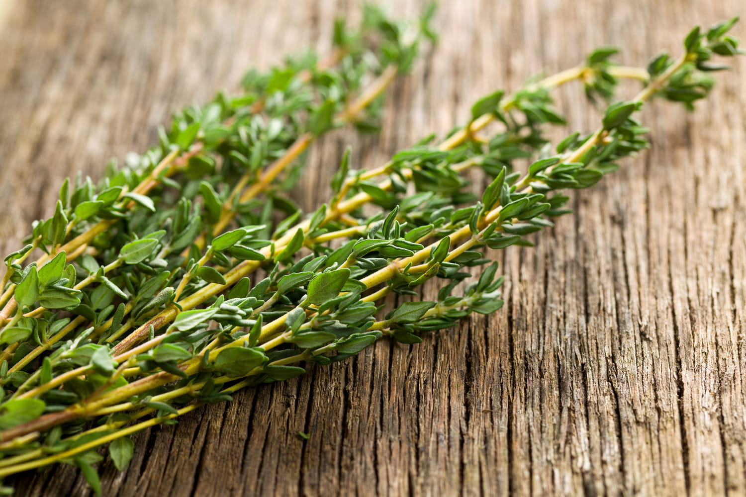 Le thym, ce petit génie du bien-être : un bouclier végétal contre les virus, les parasites et les inflammations