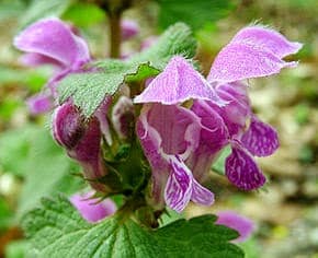 Ortie violette en gros plan