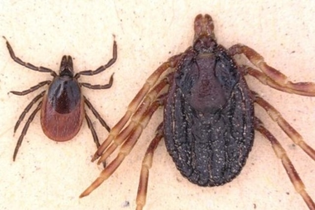 Tique agrandie au microscope