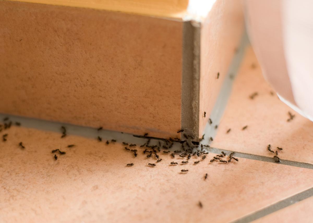 Cet ingrédient de cuisine fait fuir les fourmis en un rien de temps (et sans chimie)