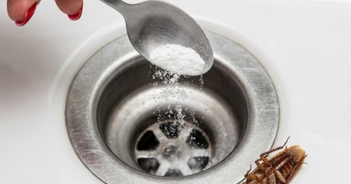 3 excellents remèdes naturels pour éloigner les cafards de votre maison