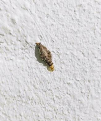 Ces petites larves accrochées à vos murs pourraient bien gâcher votre confort : voici comment les reconnaître et les éliminer.