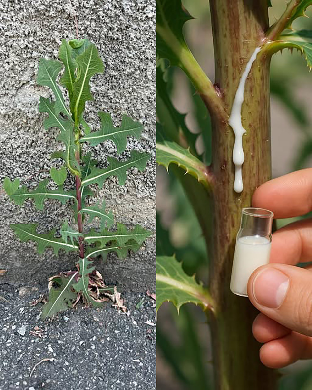 30 bienfaits de Lactuca serriola (laitue sauvage)