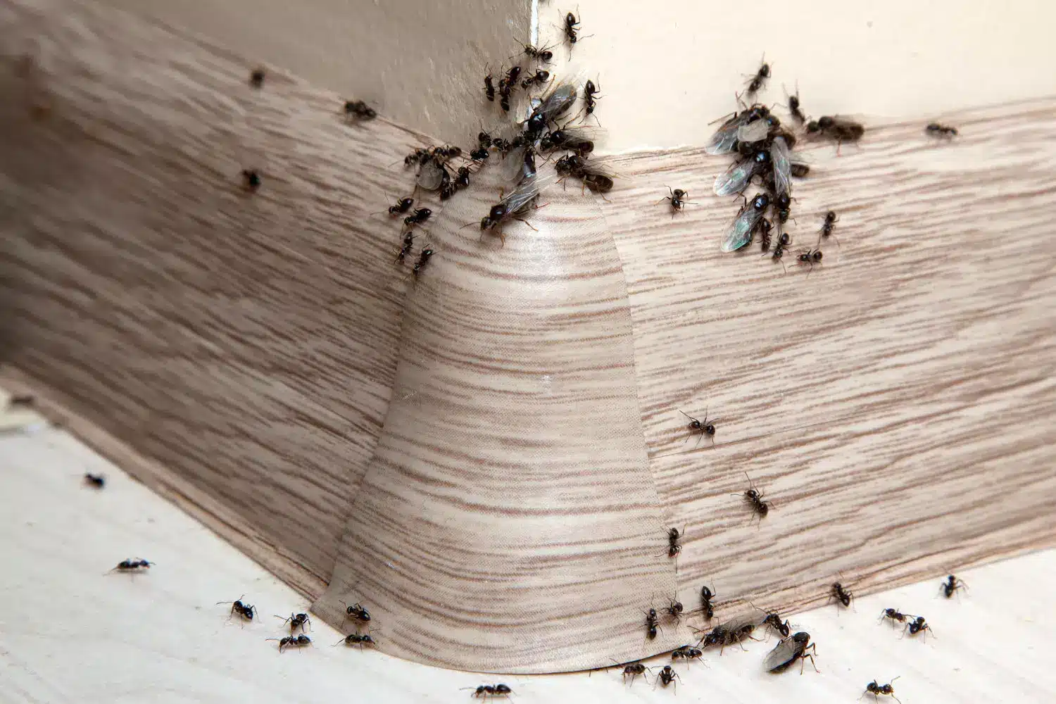 Fourmis envahissant une cuisine