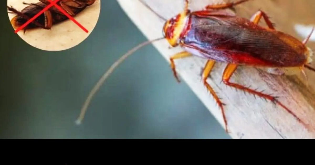 4 méthodes efficaces pour garantir que votre maison reste exempte de cafards