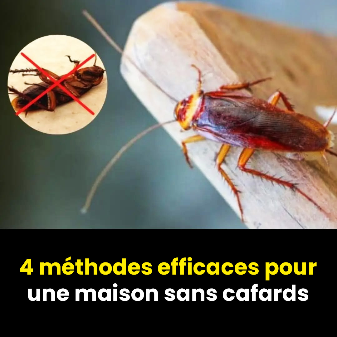 4 méthodes efficaces pour garantir que votre maison reste exempte de cafards