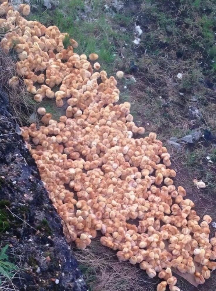 J’ai cru apercevoir des champignons en forêt, mais la vérité cachée derrière ces petites sphères jaunes m’a littéralement figée sur place.