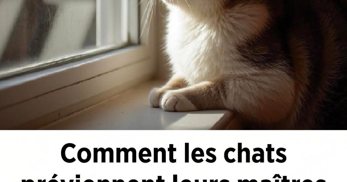 5 signes que votre chat vous avertit d’un danger imminent