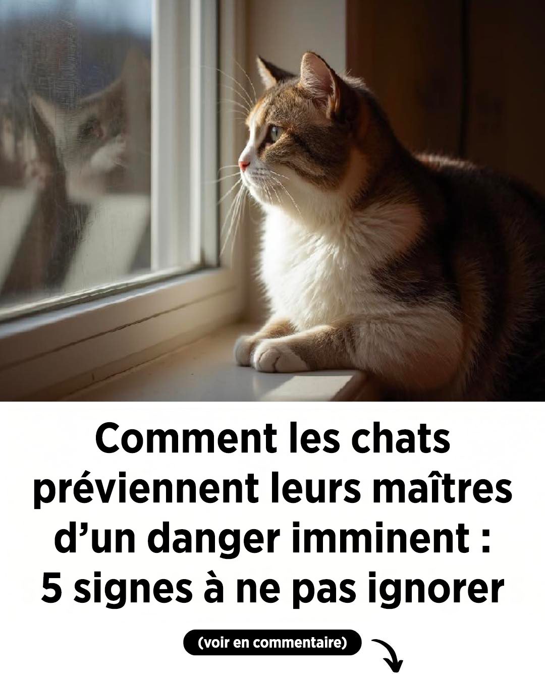 5 signes que votre chat vous avertit d’un danger imminent