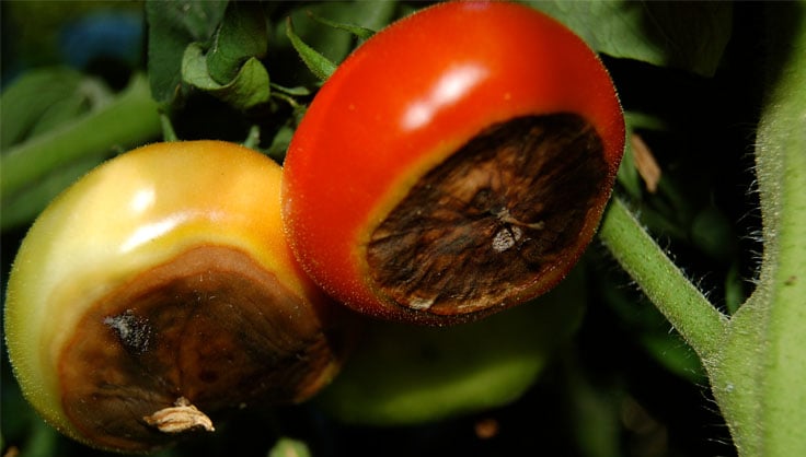 Tomates : 4 astuces simples pour repérer celles qui ont mûri au soleil