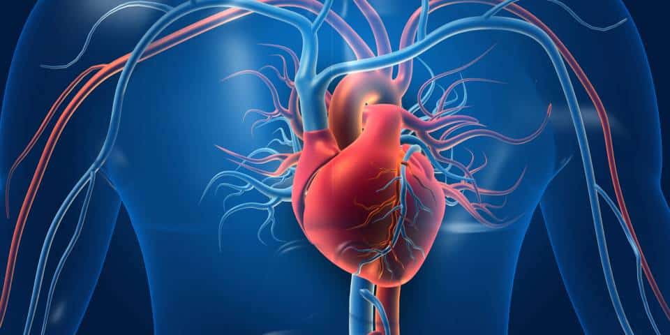 Illustration d'un coeur en bonne santé