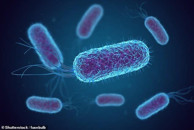 Microphotographie de bactéries E. coli