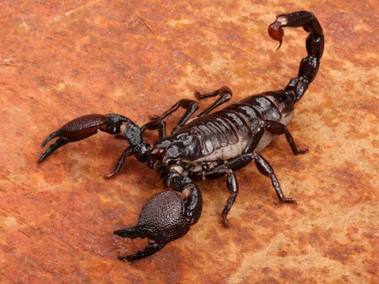 Représentation artistique d'un scorpion protecteur