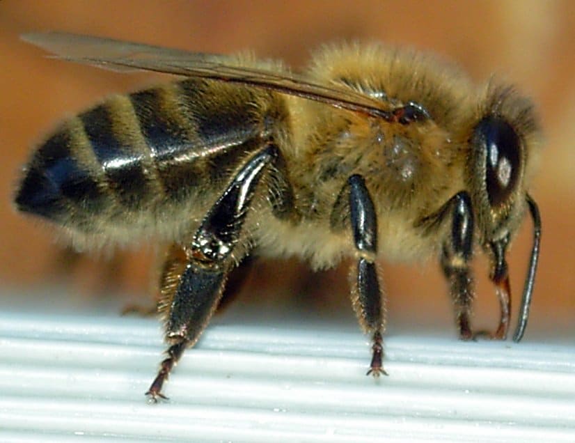 Gros plan sur une abeille
