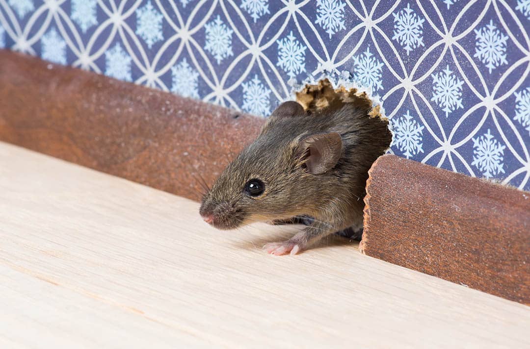 Dentifrice anti-nuisibles : la recette surprenante qui fait fuir rats, souris et insectes