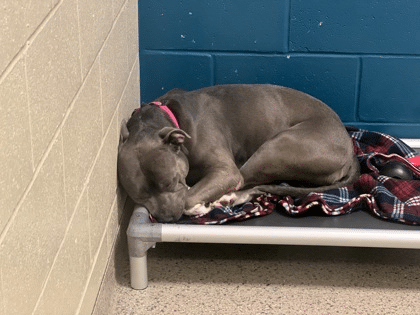 Major, un chien croisé terrier-pitbull, dans son box au refuge