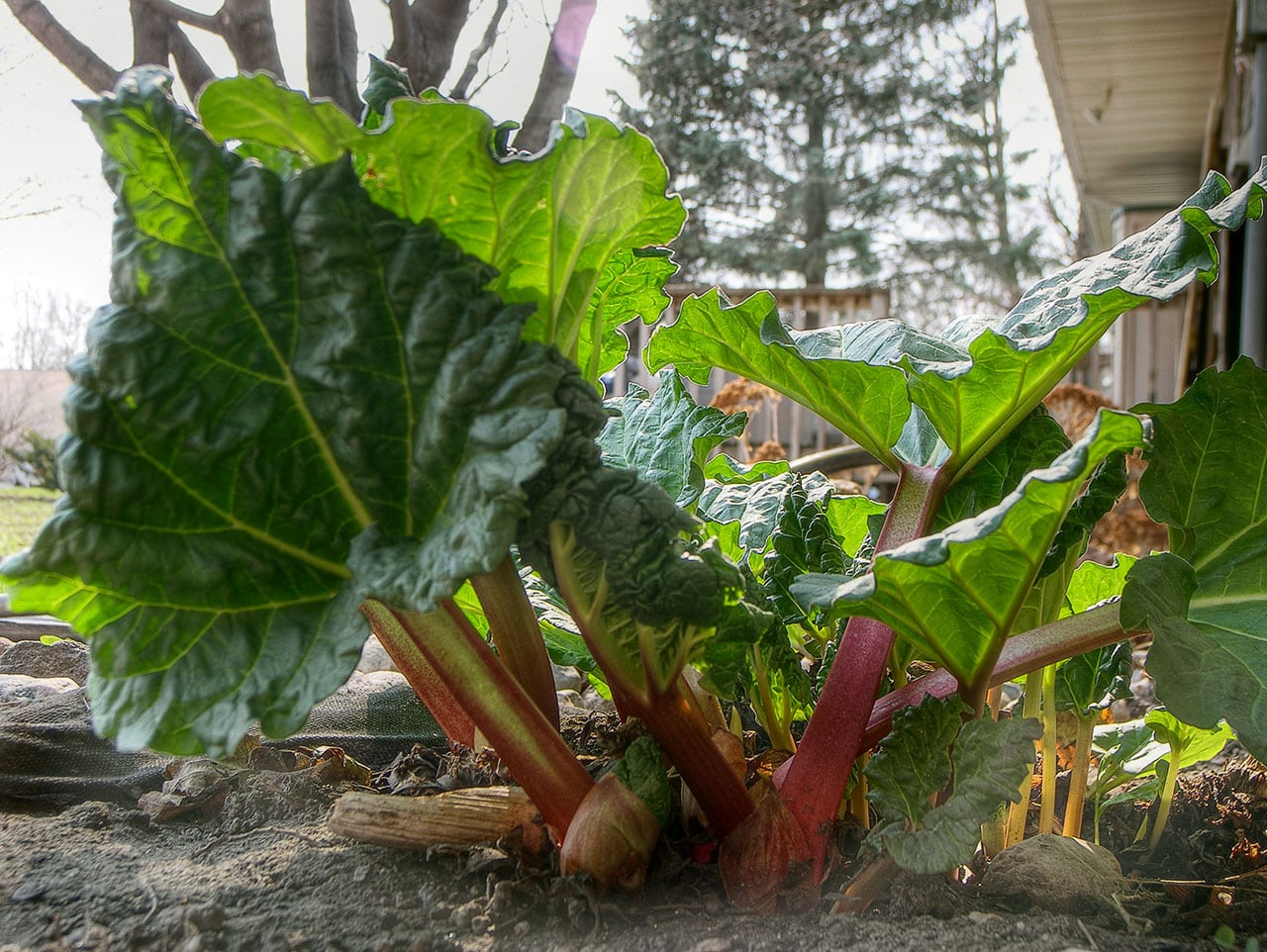 Plante de rhubarbe avec ses grandes feuilles