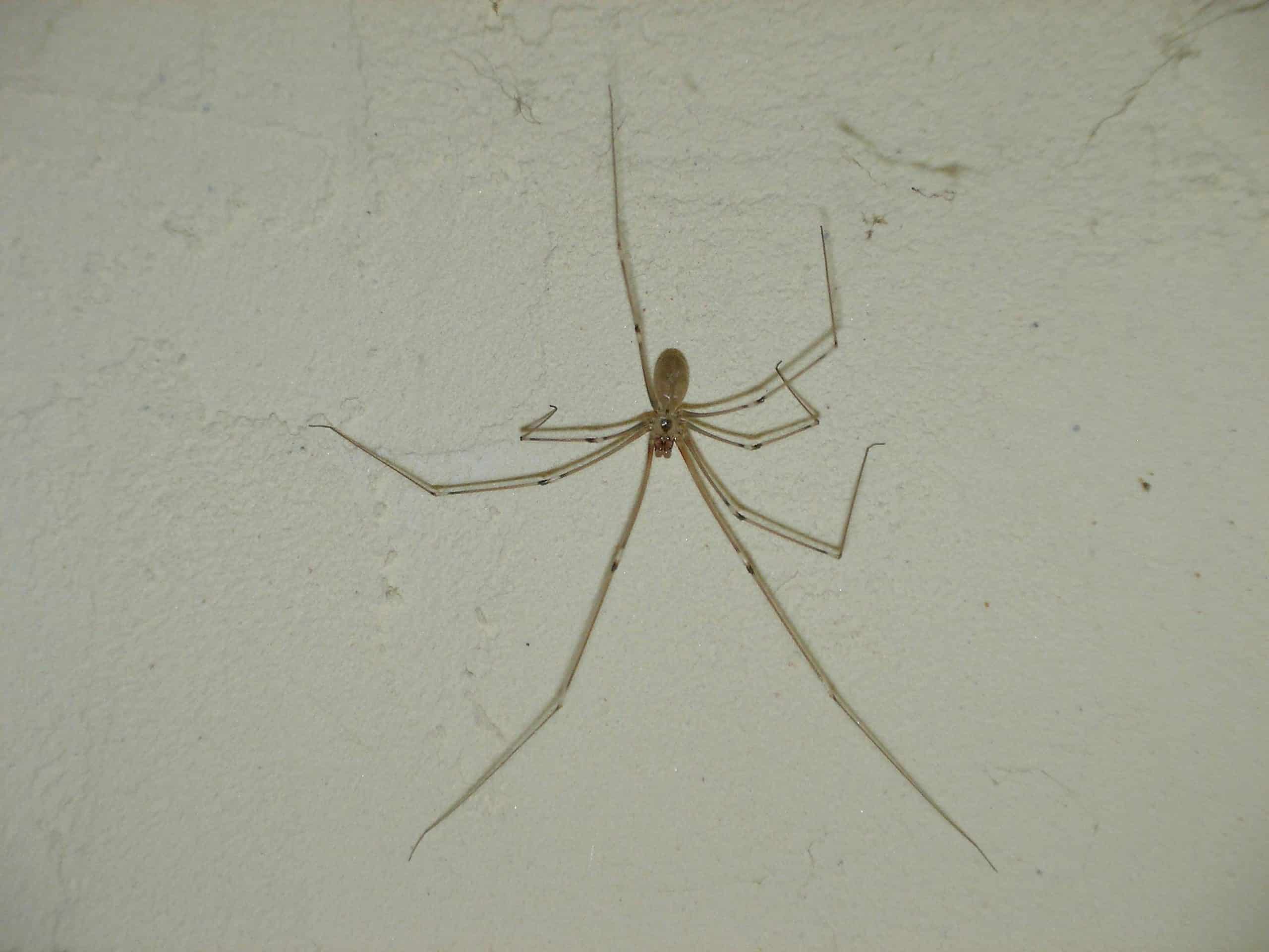 Araignée de cave avec ses longues pattes caractéristiques