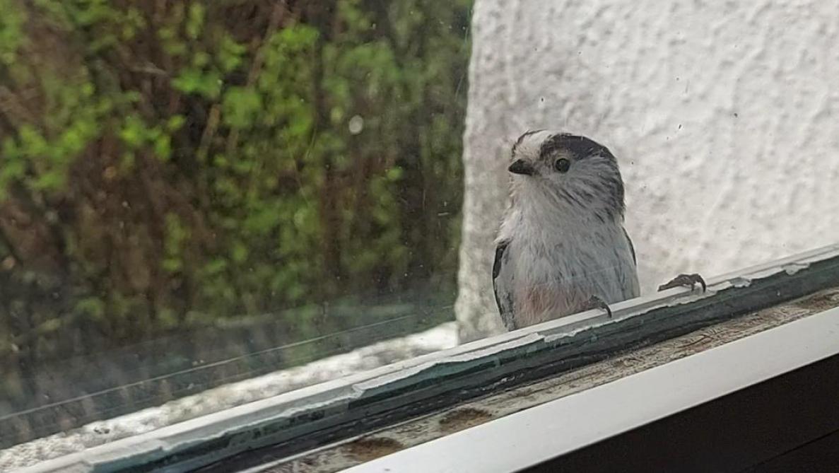 Pourquoi un oiseau heurte-t-il votre fenêtre ? Le vrai message à retenir