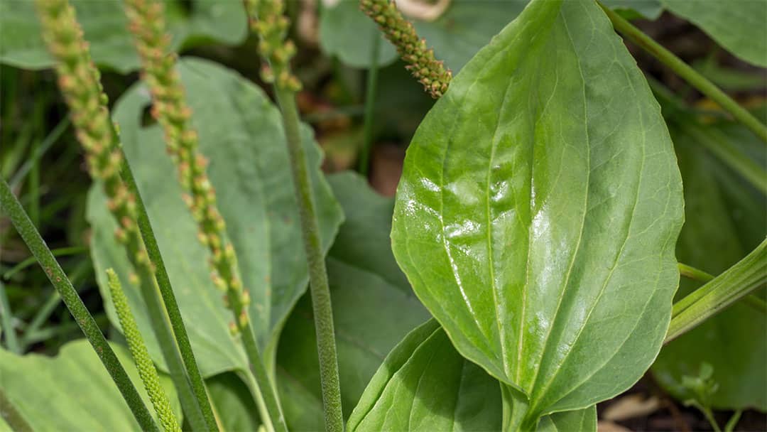 Plantain en culture