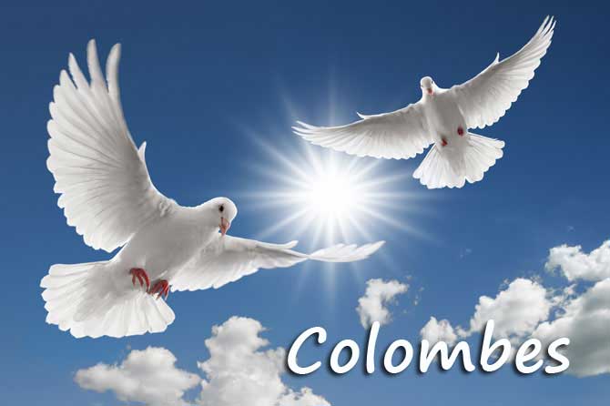 Ce que le nombre de colombes que vous remarquez en premier dit de votre état d’esprit