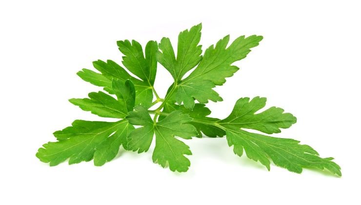 Garder son persil frais plus d’un an : l’astuce infaillible des grands chefs