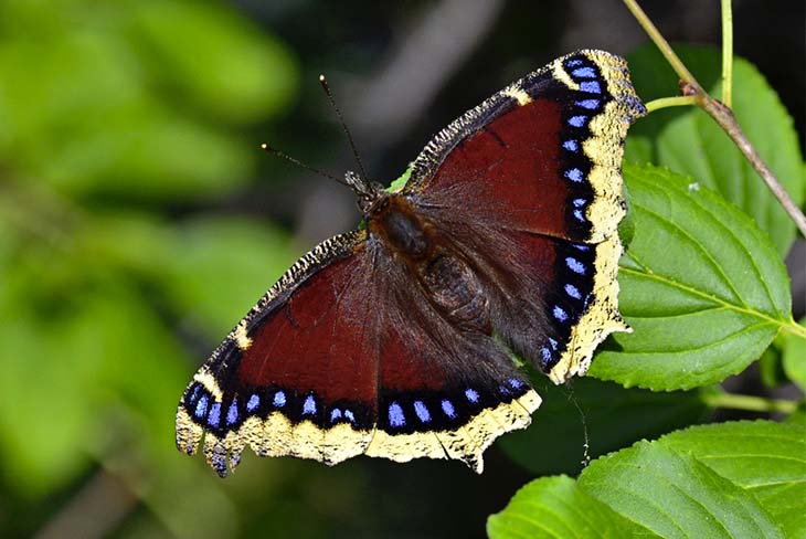 Des larves de papillons épineux