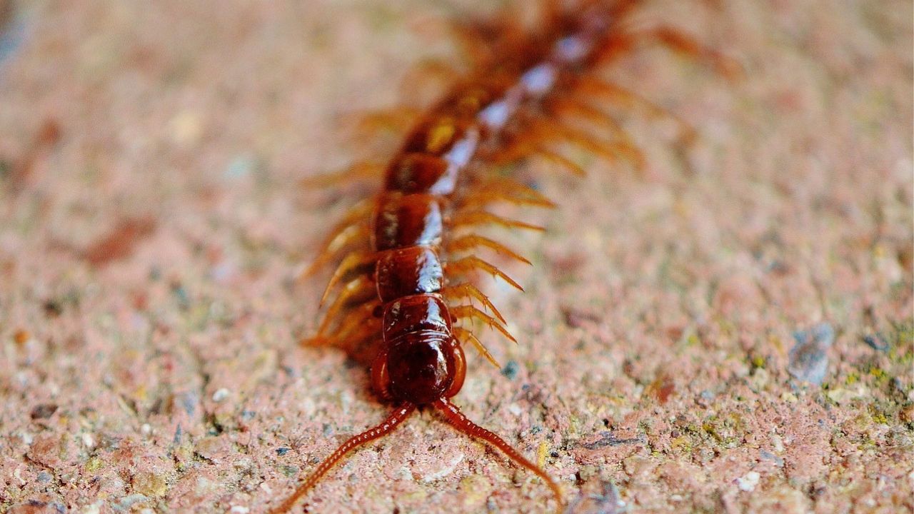 Pourquoi la présence d’un mille-pattes chez vous mérite toute votre attention
