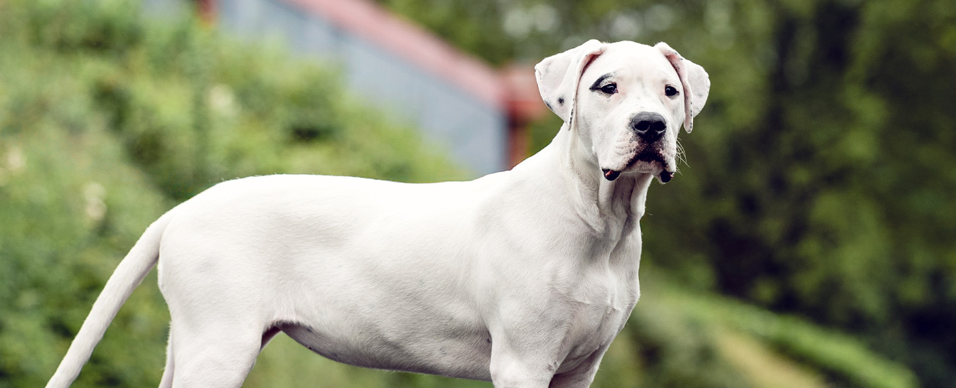 Le geste inattendu de mon chien avec le pull de ma fille disparue a réveillé un secret que je n’aurais jamais imaginé