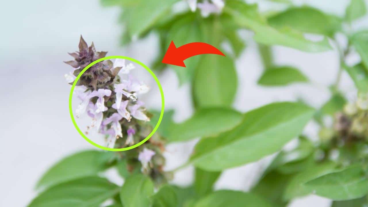 Fleurs de basilic fraîches