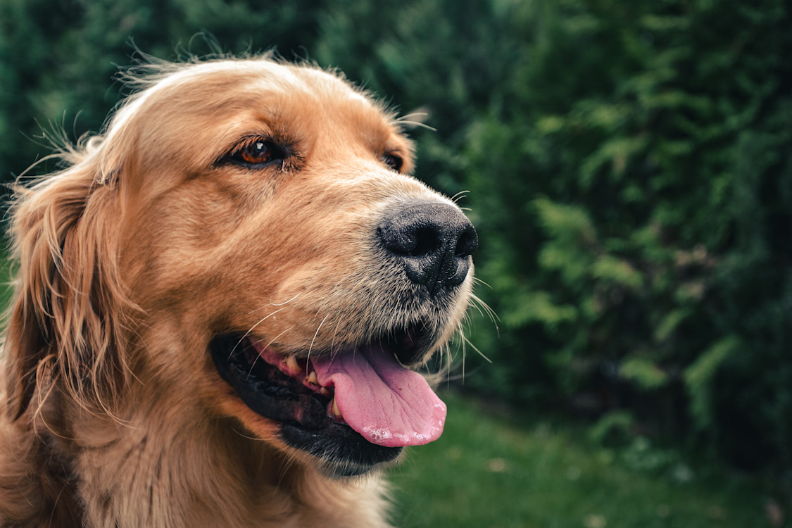 Un dernier adieu en présence de son chien : ce que l’infirmière a découvert quelques heures après les avoir laissés seuls